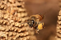 Flygande honungsbi med last av pollen.