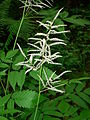 Aruncus dioicus