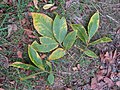 Feuilles de Carya ovata.