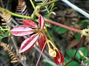 Нові червоні листки виду Cissus hypoglauca‎