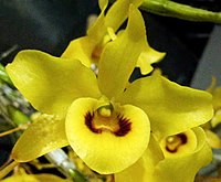 Dendrobium friedericksianum