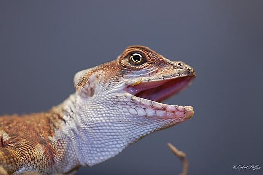 "Ecuadorbasilisk.jpeg" by User:Stefan Mayr