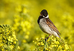 Rørspurv Emberiza schoeniclus