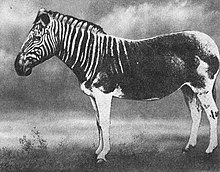 Quagga