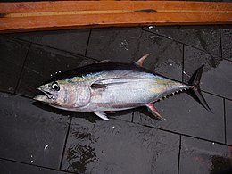 Geltonpelekiai tunai (Thunnus albacares)