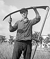 Imagen de una cosecha de centeno de 1945, que muestra una hoja muy larga que se afila en el trabajo. Arreglo de las rebabas