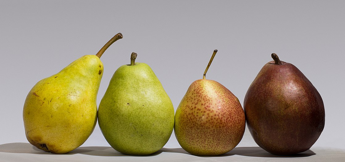 Four pears: green Bartlett, D'Anjou, Forelle, and red Bartlett