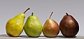 Image 10Group photo of four pears