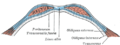 Diagrama de la vaina de los rectos