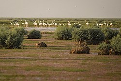 ذخیره‌گاه زیست‌کره هامون