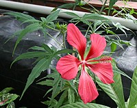 Hibiscus coccineus