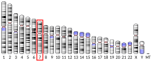 Ideogram human chromosome 7.svg