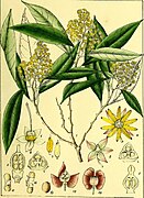 Illustrations of Indian Botany, Vol. 1 (page 281 crop).jpg