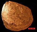 叠瓦蛤化石，发现于南达科他州的白垩纪地层。