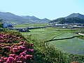 한국어: 고흥의 논 English: Rice paddy field in Goheung.