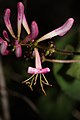 Lonicera hispidula