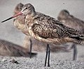 Marbled Godwit from USFWS