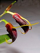 Masdevallia aenigma