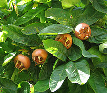 Medlar pomes and leaves.jpg