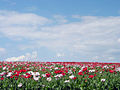 Champ de pavots.