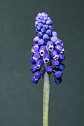 Muscari armeniacum