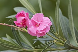 Blóm neríunnar (Nerium oleander).