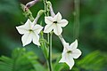 Nicotiana alata.