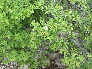 Pemphis acidula flowers and fruits in Aitutaki, Cook Islands.