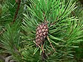 Pinus contorta