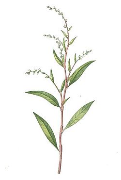 Polygonum hydropiper