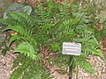 Polystichum tsussimense