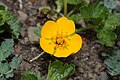 Potentilla flabellifolia