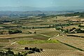De wijngaarden van La Rioja