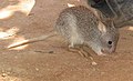 Kangaruu-panya