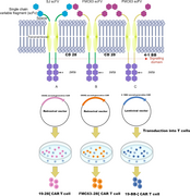Schematic diagram of different models of chimeric antigen receptors (CARs).webp