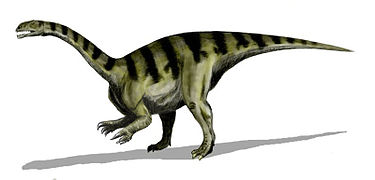 Plateosaurus (Prosauropoda)