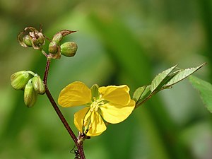 Sena occidentalis