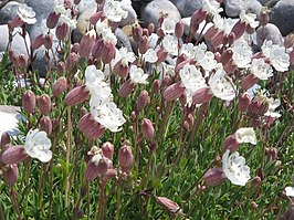 Silene uniflora