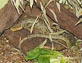 Solomon Island Skink