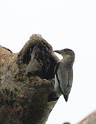 Tityra inquisitor - Black-crowned Tityra (female).JPG