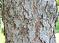 White Spruce (Picea glauca) bark