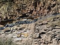 Fine sandstones associated with coal seam, Witten Formation, Upper Carboniferous, W Germany