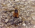 Yellow Bellied Marmot (Marmota flaviventris), Rocky Mountain National Park