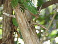 Kulit pohon Acacia collinsii