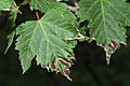 Acer glabrum