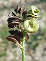 M. sativa sativa - Mature and immature pods