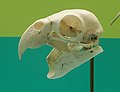 Yellow-crowned Amazon Parrot (Amazona ochrocephala) skull