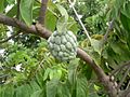 Anón (Annona squamosa)