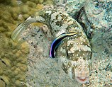 A White-spotted puffer being cleaned by a bluestreak cleaner wrasse