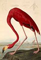 John James Audubon: Phoenicopterus ruber, do livro The Birds of America